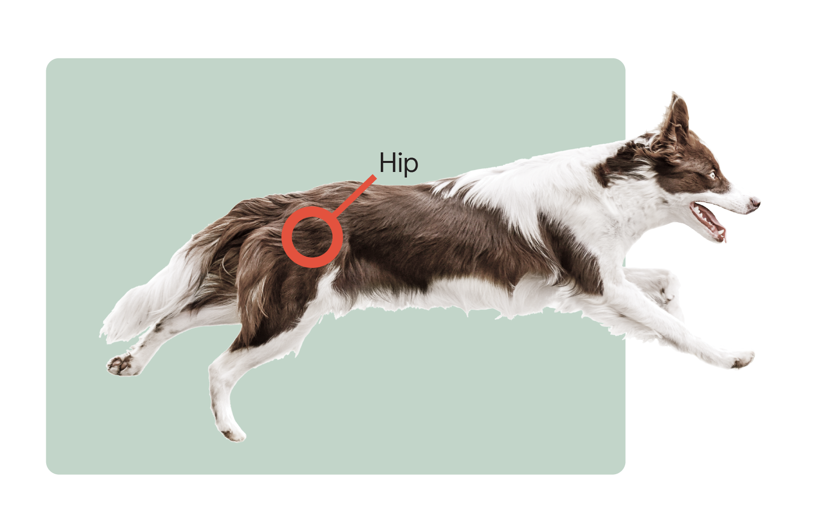 dog with focus on hip joint