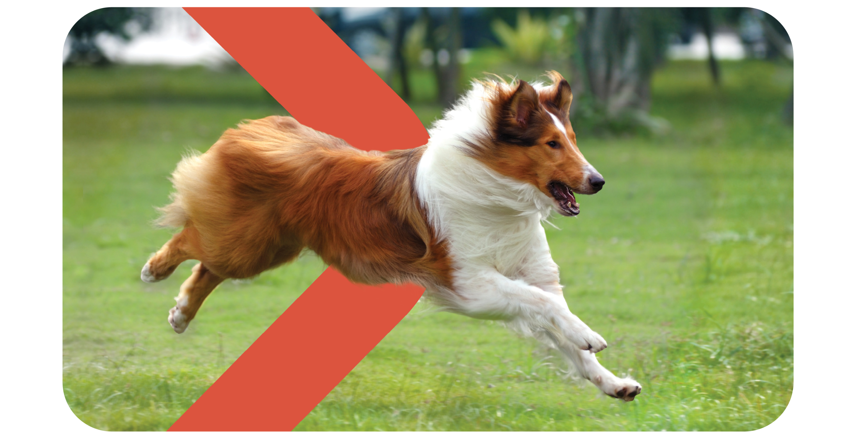Collie in motion with logo mark