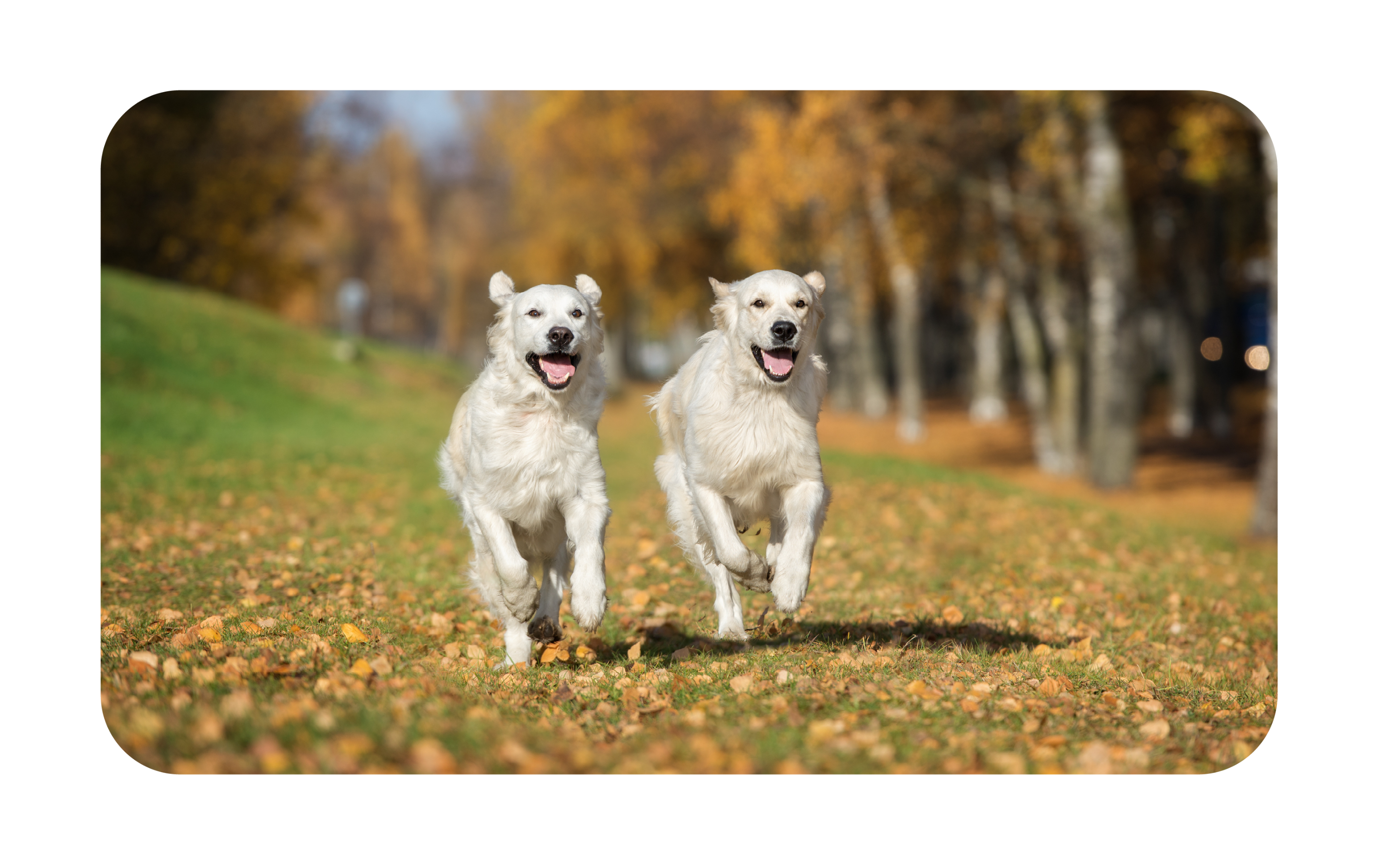 Movora Two Dogs Running