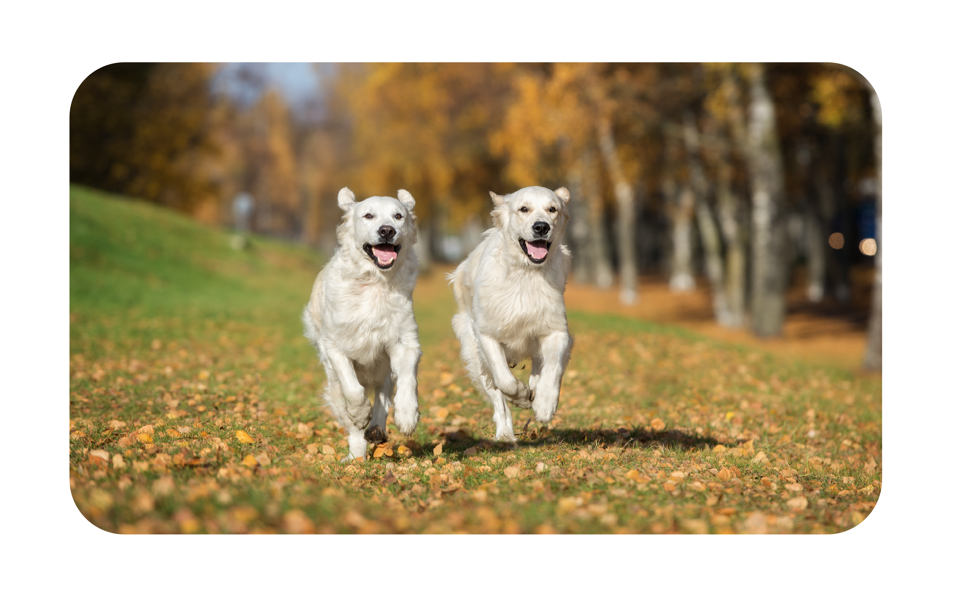 Movora two happy dogs running
