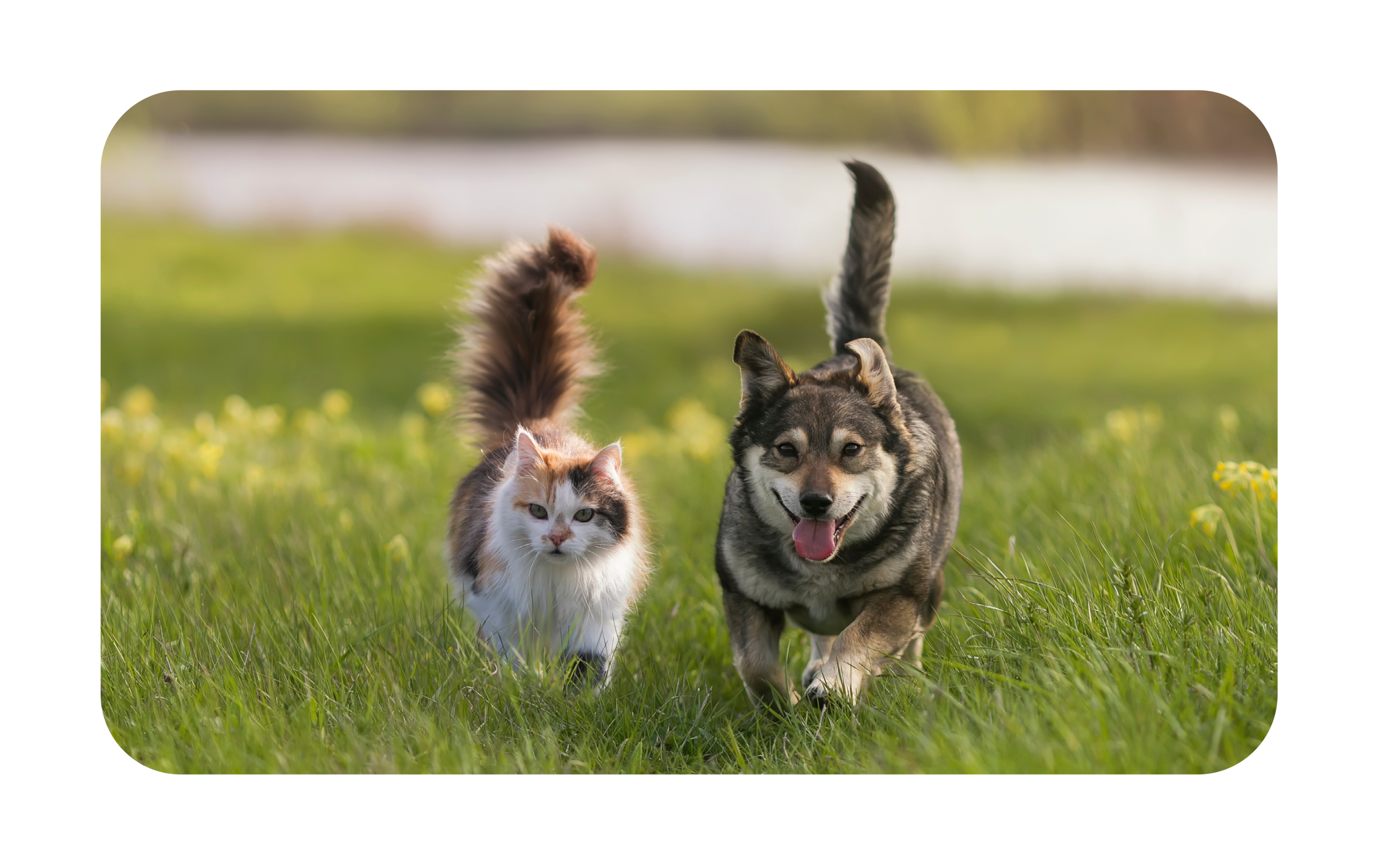 Movora Dog and Cat Running